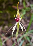 Caladenia parva Small Spider orchid3